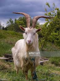 Billy Goat Standing In Field Goats Animals With Horns Animals Beautiful