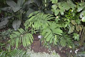 Image result for Oleandra distenta