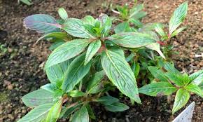 インパチェンスの育て方と花言葉 種まきや苗植え 冬越しの方法は Horti ホルティ By Greensnap
