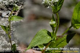 Image result for Persicaria nepalensis