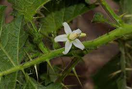 Image result for Solanum aculeatissimum