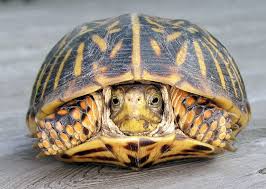 Front View Of A Female Box Turtle With Her Head Pulled Mostly Inside The Shell Box Turtle Turtle Pet Turtle