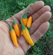 Image result for Capsicum baccatum