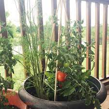 Diy Dowel Rod Tomato Cage Tomato Cage Diy Tomato Cages Potted Tomato Plants
