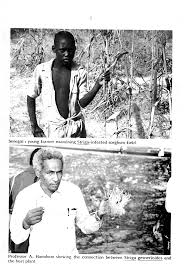 Image result for Striga hallaei