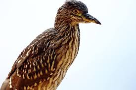 Maybe you would like to learn more about one of these? Bird Striated Heron Fish Eater Fish Eating Bird Looking Bird On Natural Background Birdie Tropical Birds Lake Pikist