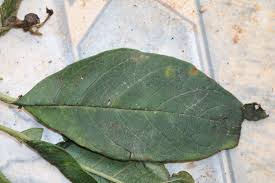 Image result for Discopodium penninervium