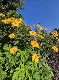 Image result for Tithonia diversifolia