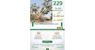 الوقت بالضبط الآن، منطقة زمنية، فارق التوقيت، وقت الشروق/الغروب ومعلومات مهمة عن al majāridah, عسير, السعودية. Ø§Ù„Ø³Ø¹ÙˆØ¯ÙŠØ© Ø­ØµØ± ÙˆØªØµÙ†ÙŠÙ 229 Ø´Ø¬Ø±Ø© Ù†Ø§Ø¯Ø±Ø© ÙˆÙ…Ø¹Ù…Ø±Ø© ÙÙŠ Ù…Ù†Ø·Ù‚Ø© Ø¹Ø³ÙŠØ± Ù„Ø­Ù…Ø§ÙŠØªÙ‡Ø§ Ù…Ù† Ø§Ù„ØªØ¹Ø¯ÙŠØ§Øª Ø¨ÙˆØ§Ø¨Ø© Ø¯ÙˆØª ÙƒÙˆÙ…