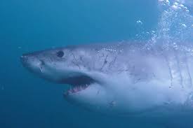 Information about shark week, including the 2021 shark week schedule from the discovery channel. Shark Week 2021 Schedule Your Guide To All 32 Specials Ew Com