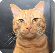 Catmandu Adopted American Shorthair Cat Pets Cat Adoption