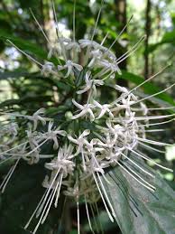 Image result for Pavetta sp. F