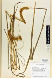 Image result for Eriochrysis