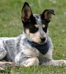 There is a large variability in price of these dogs, with red heeler puppies costing anywhere between $250 and $2,500 usd. Pictures Of Blue Heelers Beautiful Images Of Australian Cattle Dogs