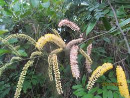 Image result for Pseudoprosopis