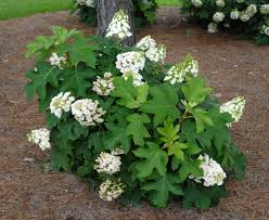 Hi nancy, it should bloom on most of what's left since the deer only ate off the top. Hydrangea Quercifolia Oak Leaf Hydrangea Oakleaf Hydrangea North Carolina Extension Gardener Plant Toolbox