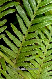 Image result for Todea