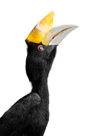 Contextual translation of burung enggang into english. 5 Best Burung Enggang Images Stock Photos Vectors Adobe Stock