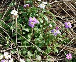 Image result for Malcolmia maritima