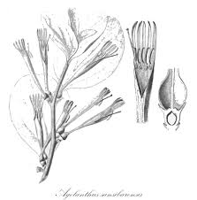 Image result for Agelanthus
