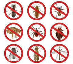The facts about termite pest control near me uncovered. Pest Control Big Bear City Ca C D Termite