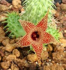 Image result for Glossostelma