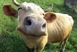 images?q=tbn:ANd9GcS8GxlSsptOVg94J0CxnhUhvkLfdoADPlAY9A&usqp=CAU