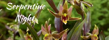 This is one of the most abundant orchids of the pacific coast of north america. Epipactis Gigantea Serpentine Night 10 On Garden Orchids