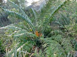 Image result for Encephalartos villosus