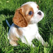 Akc Champion Pedigree Cavalier King Charles Spaniel Puppies For Sale From Happy Cavalier King Charles Cavalier Spaniel Puppy King Charles Puppy Spaniel Puppies