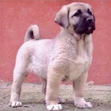 Daystar Adli Kullanicinin Animals Panosundaki Pin Kangal Kopegi Kopek Turleri Hayvan Mizahi