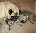 Piney Mountain Kennel - Pugs, Akc Champion Lined Pugs, Puppy for Sale