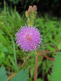 Mimosa Pudica Flowers Planting Flowers Beautiful Flowers