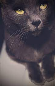 gem add pretty cats beautiful cats feline