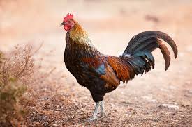 He was called the founder of the atomic age by his contemporaries and, officially. Hahn Huhn Geflugel Kostenloses Foto Auf Pixabay