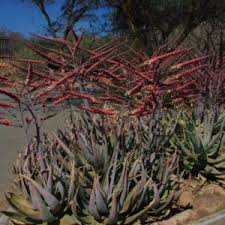 Image result for Aloe aculeata × globuligemma