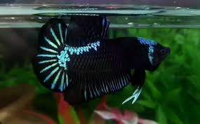 Pin On Beautiful Betta Fish