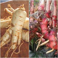 Mulai dari obat sakit perut sampai jahe mengandung banyak nutrisi dan komponen bioaktif yang dapat menghasilkan banyak caranya adalah dengan mencampurkan bubuk jahe kering dengan madu dan setengah sendok air hangat. Pjimage 19 Manfaat Co Id
