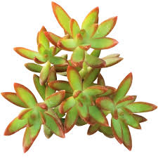 We did not find results for: Sedum Fire Storm Sedum Adolphii Golden Sedum Care Guide Succulents Box