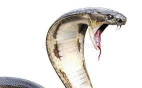 Home Art King Cobra Snake Cobra Snake Snake Venom