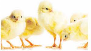 Give your chickens a proper introduction. Inbreeding Will Give You Deformed And Sickly Chicks The Standard
