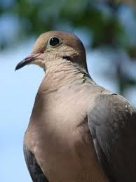 Bird With White Ring Around Neck How To Raise Baby Grey White Ring Dove Birds Ehow Best Pet Birds Dove Bird Doves