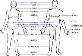 Body Parts Chart Clip Art Library