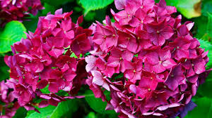 20 septembre uriage isere (forfait). Foire Aux Plantes Rares A Bezouotte Les 11 Et 12 Mai 2019 Un Evenement France Bleu Bourgogne