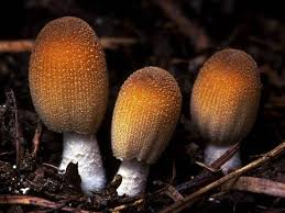 Image result for Coprinus micaceus