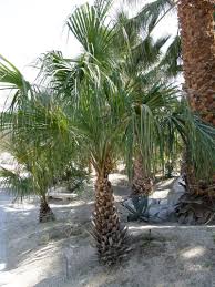 Image result for Livistona drudei