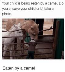 Jefferson was someone that hamilton had a lot of disagreements with, going, actually hamilton endorsed jefferson as. 25 Best Memes About Cameleer Cameleer Memes