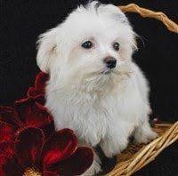 Boutique puppies offers beautiful maltese puppies! Teacup Toy Miniature Maltese Puppies And Dogs