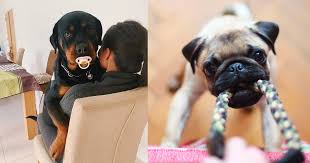 Disfruta de la mejor app android (2.3+) para reir con los mejores videos de animales graciosos y de humor gratis para whatsapp. Estos Son Los Perros Mas Chistosos De Tik Tok Que Te Robaran El Corazon