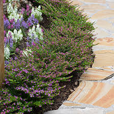 Image result for Cuphea hyssopifolia